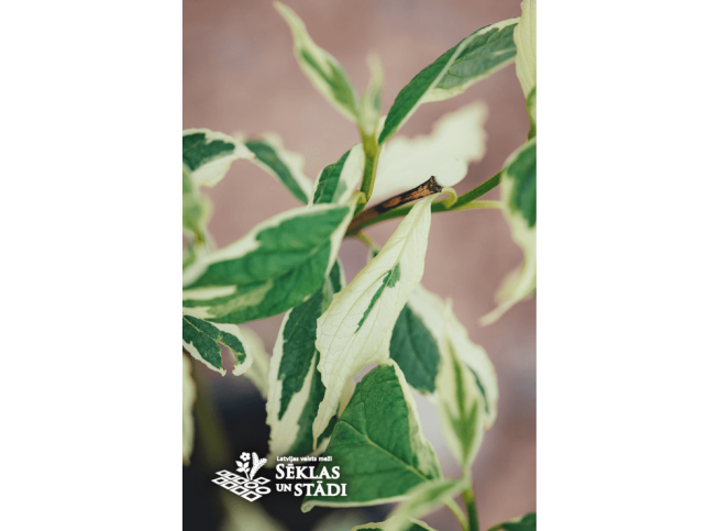 Cornus alba    'Elegantissima'